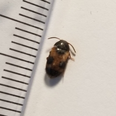 Mycetophagus punctatus