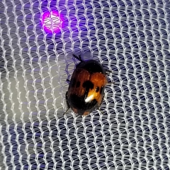 Diaperis nigronotata