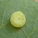Hickory Beret Gall Midge - Photo no rights reserved