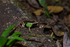 Mantella pulchra