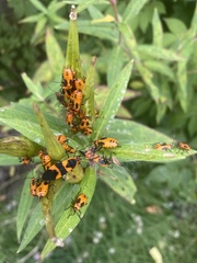 Oncopeltus fasciatus