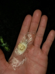 Amphilophium