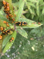 Oncopeltus fasciatus