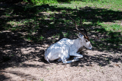 Addax nasomaculatus