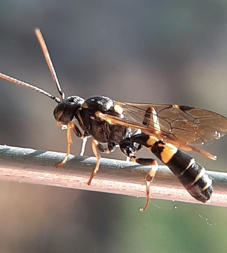 Ichneumonid wasp