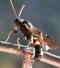 Exenterus amictorius