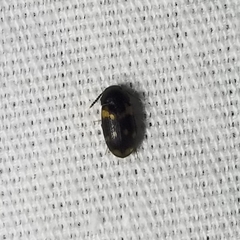 Mycetophagus serrulatus