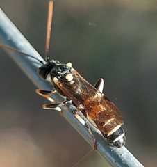 Exenterus amictorius