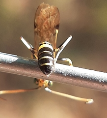 Exenterus amictorius