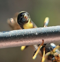 Exenterus amictorius