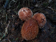 Corynaea