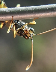 Exenterus amictorius