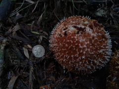 Corynaea
