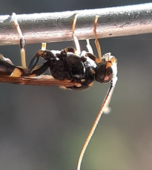 Exenterus amictorius