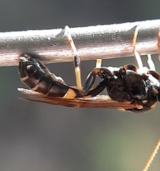 Exenterus amictorius