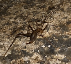 Euhadenoecus puteanus