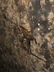 Euhadenoecus puteanus