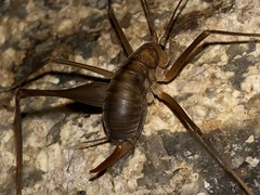 Euhadenoecus puteanus