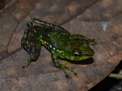 Mantidactylus argenteus