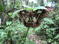 Rothschildia aricia