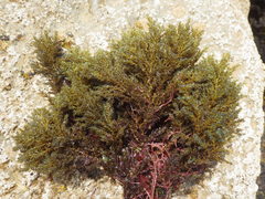 Ericaria selaginoides
