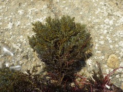 Ericaria selaginoides