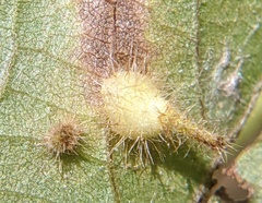Caryomyia inclinata