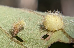 Caryomyia inclinata