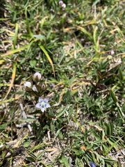 Swertia macrosperma