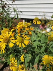 Coelioxys alternatus