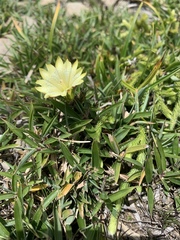 Gentiana scabrida