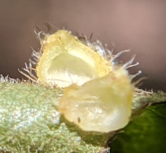 Caryomyia inclinata