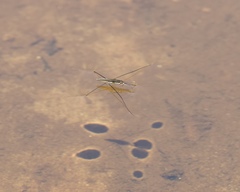 Aquarius conformis