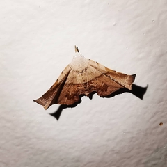 Esthlodora versicolor