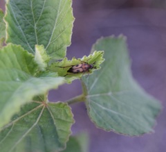 Macrosiagon octomaculata