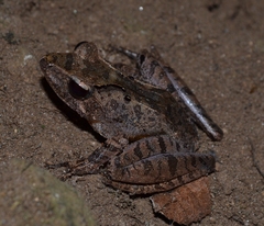 Gephyromantis plicifer
