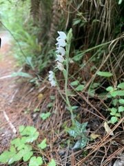 Goodyera schlechtendaliana