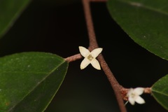 Elaeagnus triflora