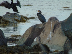 Phalacrocorax carbo image