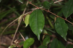 Elaeagnus triflora
