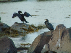 Phalacrocorax carbo image