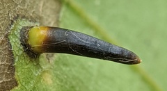 Caryomyia subulata