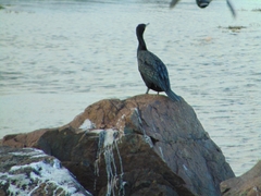 Phalacrocorax carbo image