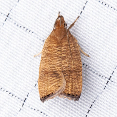Psilocorsis cryptolechiella