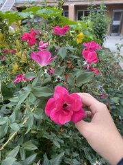 Rosa