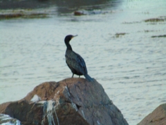 Phalacrocorax carbo image
