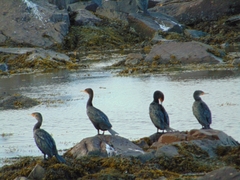 Phalacrocorax carbo image
