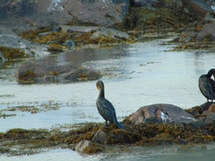 Phalacrocorax carbo image