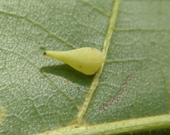 Caryomyia caryaecola