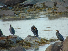Phalacrocorax carbo image